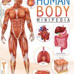 Human Body Minipedia