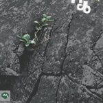 Katal  (कातळ)